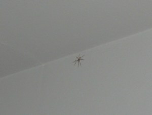 Deadly Bedroom Spider