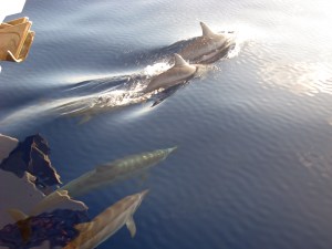 Spinner Dolphins