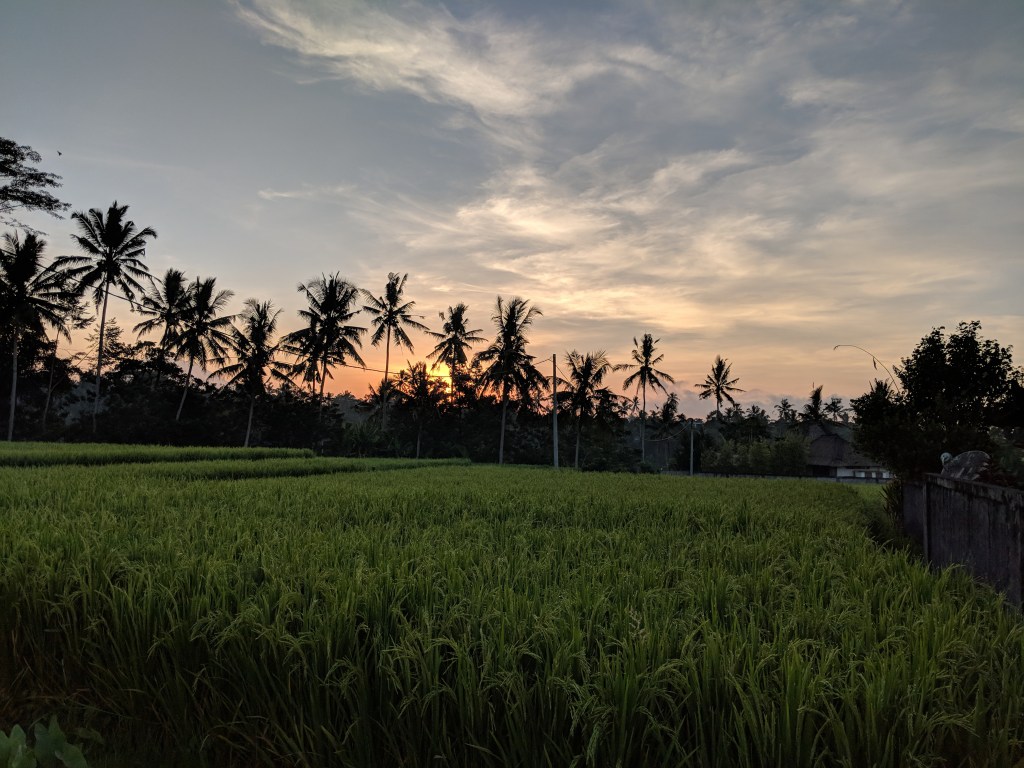 Rice fields in the foregound, a row of palm trees silhouetted against a lightening sky, wispy clouds.