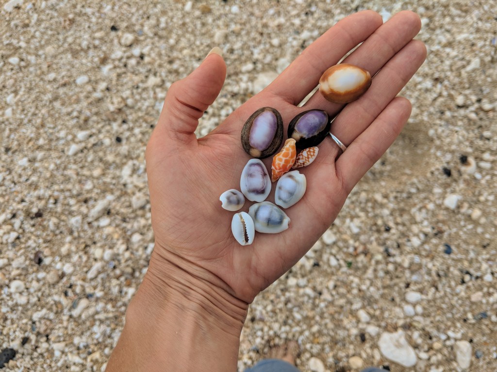 A hand holding a colourful collection of small shells 
