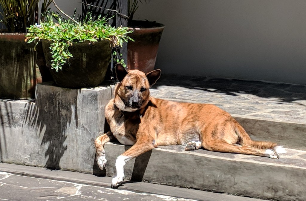 Tan dog with white paws and black markings on her face, lounging on steps